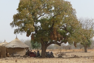 Bareka Baobab Baum